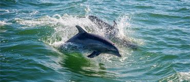 Photo of dolphins swimming in the gulf.